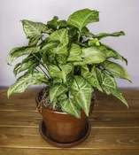 Green Plant
