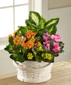 Charles River Planter Bliss