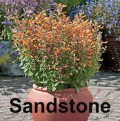 Agastache Arizona Sandstone