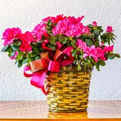 Azalea Plant