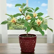 Banana Shrub (Magnolia figo)