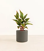 Aglaonema Siam