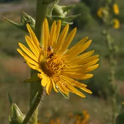 Compass Plant (Silphium laciniatum) Six-pack