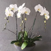 Cascading phalaenopsis orchid plants