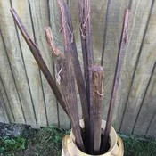Tobacco Walking Stick
