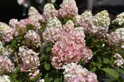 Strawberry Sundae® Hydrangea
