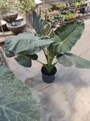 Alocasia, Regal Shield
