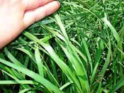 Hancock's Argentine Bahia Grass Seed - Coated