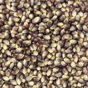 Amish Blue Popcorn Kernels (2 lb Bag) | Amish Country Store