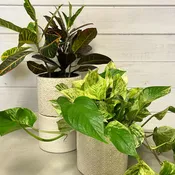 Designer's choice Green Plant and Pot