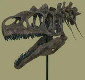 Allosaurus sp. BIG AL TWO Skull with Neck – Display Replica