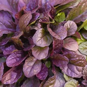 Ajuga Burgundy Glow