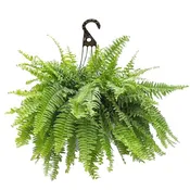 10″ Boston Fern Hanging Basket