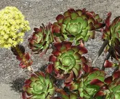 AEONIUM CYCLOPS