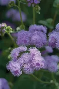 Ageratum Blue Horizon PLT
