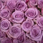 100 Lavender Roses Mother's Day Special