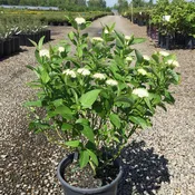 Cornus, shrub, alba 'Bud's Yellow'
