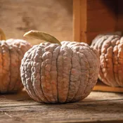Black Futsu Pumpkin
