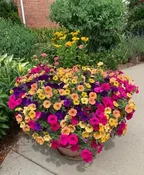 EVAN ELENBASS- 12" ANNUAL HANGING BASKET