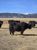 BCR Y626 2L055 — Pettee Ranch LLC