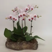 orchid affair