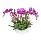 AF0 600-1 Luxury Purple Orchid & Succulent in Ceramic Bowl – Delivery Miami Same Day