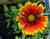 Vibrant Sunny Day Wildflower Seed Mix