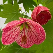 Abutilon ‘Cherry Blossom' (Abutilon hybrid)