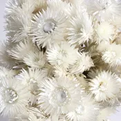 Dried Helichrysum Everlasting