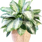 8" Chinese Evergreen Plant Basket
