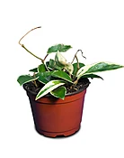 Hoya (Assorted Varieties )
