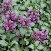 ‘Orchid Frost’ Dead Nettle
