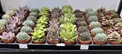1" succulents — the plant gays