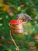 Flower Pot Stake Copper Hummingbird Feeder