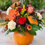 Real Pumpkin Designer's Choice