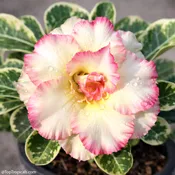 Adenium Wonderful Candy variegated, Desert Rose, Grafted