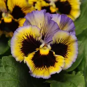 'Frizzle Sizzle Yellow-Blue Swirl' Ruffled Pansy (Viola)