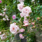 ROSE New Dawn (tripod) #5