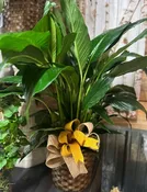 8 INCH PEACE LILY