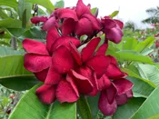 Cajun Spice- Rooted Plumeria Plant (Not grafted)
