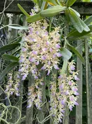 Aerides houlletiana — Motes Orchids