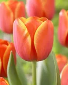 Ad Rem Orange and Yellow Tulip Bulbs (25 Pack) | Premium Dutch Flower Bulbs — Burnside Farms