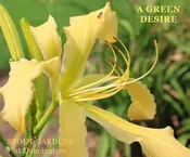 Daylily A Green Desire