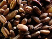 Amber Waves of Grain Sprout Mix