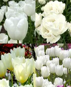 The Tulip Moon Garden Special
