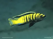 Flavus Cichlid
