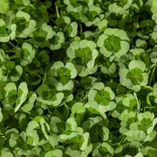 4 Luck® Green Glow Clover