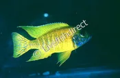 Benga Yellow Peacock Cichlid