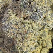 Strawberry Cocktail | 3.5 Grams | Hybrid