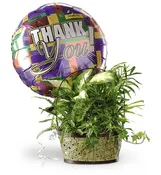 Any Occasion Plants and Balloons